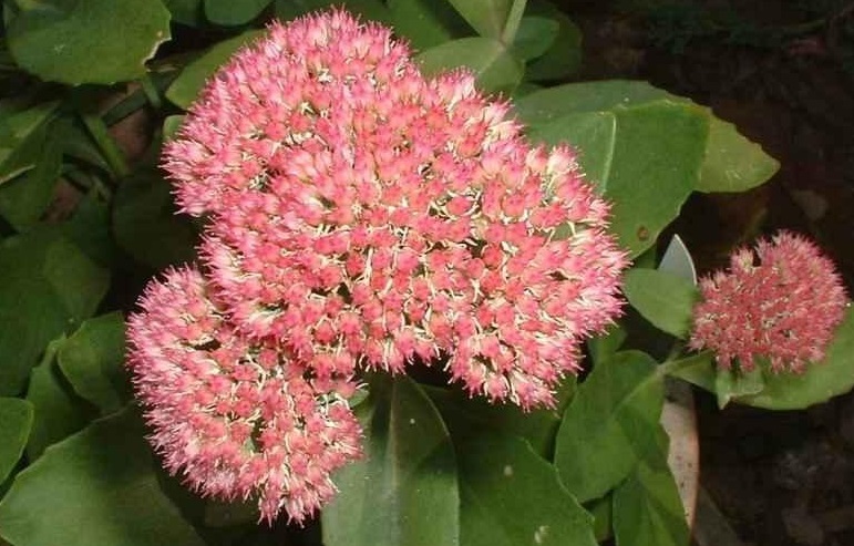 Hylotelephium, Sedum, Showy Stonecrop Autumn Fire