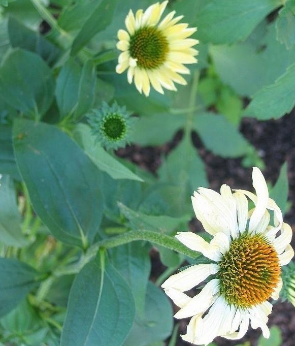 Echinacea, Hybrid Coneflower Sunrise