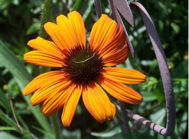 Echinacea, Hybrid Coneflower Tiki Torch