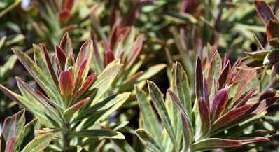 Euphorbia, Martins Spurge, Wood Spurge Ascot Rainbow