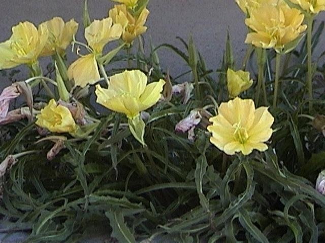 Oenothera Species, Evening Primrose, Dandelion-Leaved Sundrop