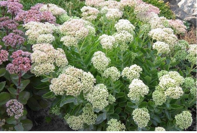 Hylotelephium Species, Sedum, Showy Stonecrop