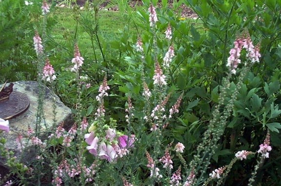 Linaria, Perennial Toadflax, Purple Toadflax Canon J. Went