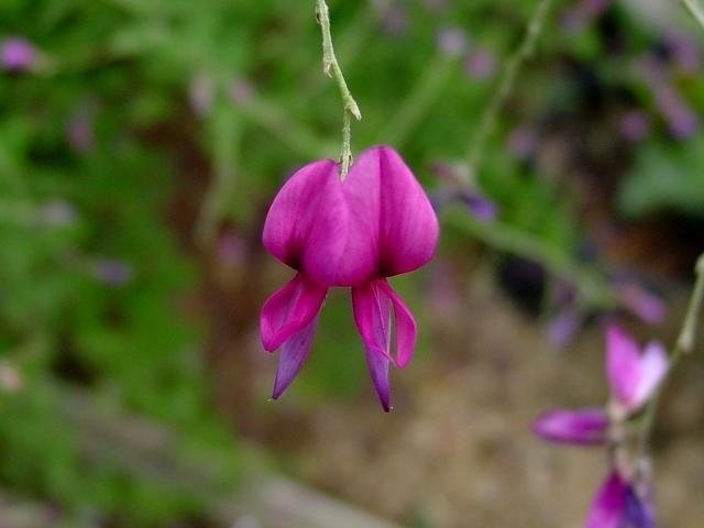 Lespedeza Species, Pink Bush Clover