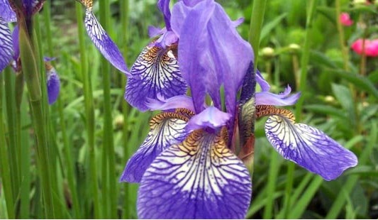 Species Iris, Siberian Iris