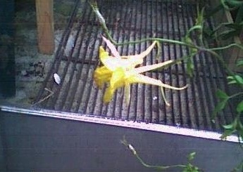 Aquilegia Species, Yellow Columbine, Golden Spur Columbine
