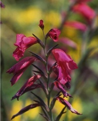 Gladiolus Species, Hardy Gladiolus, Jacob's Ladder, Sword Lily