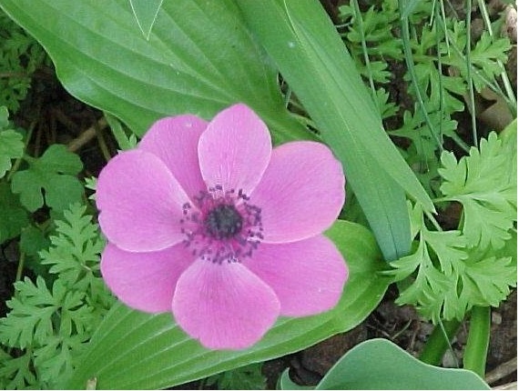 Anemone Hybrid, Grecian Windflower, Poppy Anemone Mixed Hybrids