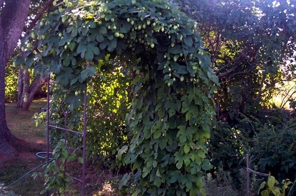 Humulus Species, Common Hop, Hops, Wild Hops