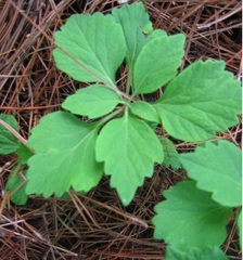 Pachysandra Species, Allegheny Spurge
