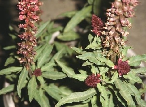 Lysimachia Species, Purple Gooseneck Loosestrife