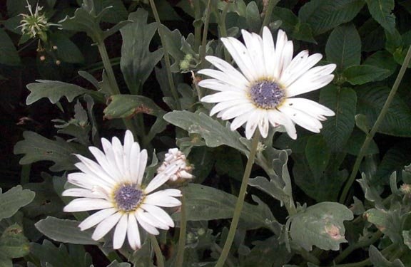 Arctotis Species, African Daisy
