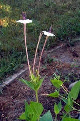 Mirabilis Species, Angel's Trumpets, Fairy Trumpets, Sweet Four O'Clock, Wild Four O'Clock
