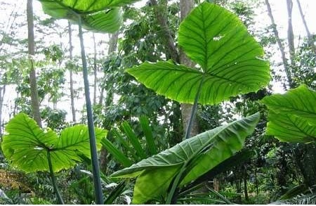 Xanthosoma Species, American Taro, Arrowleaf Elephant Ear, Golden Yautia