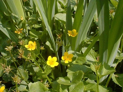 Caltha Species, Cowslip, Kingcup, Marsh Marigold