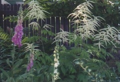 Aruncus Species, Goat's Beard, Wild Spirea, Bride's Feathers