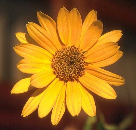 False Sunflower, Rough Heliopsis, Orange Sunflower, Ox-Eye