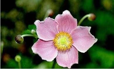 Eriocapitella Species, Chinese Anemone, Japanese Anemone, Thimbleweed, Windflower