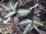 Spotted Wintergreen, Striped Pipsissewa, Striped Prince's Pine
