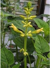 Salvia Species, Forsythia Sage