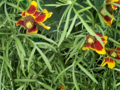 Ratibida Species, Mexican Hats, Thimbleflower, Upright Prairie Coneflower