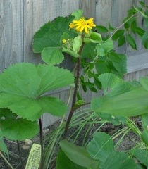 Ligularia, Bigleaf Ligularia, Bigleaf Goldenray, Golden Groundsel, Leopard Plant 'Othello'