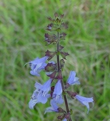 Salvia Species, Cancer Weed, Lyreleaf Sage, Wild Sage