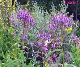 Verbena Species, Blue Vervain, Swamp Verbena, Wild Hyssop