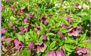 Helleborus Hybrids, Hellebore, Lenten Rose