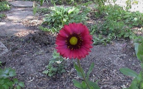 Gaillardia, Blanket Flower, Indian Blanket Burgundy