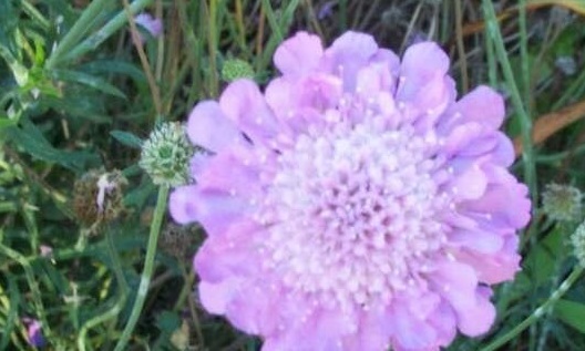 Scabiosa, Pincushion Flower Pink Mist