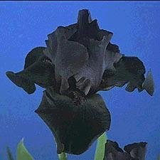 Tall Bearded Iris Before the Storm