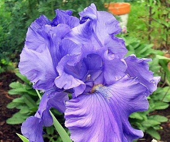 Tall Bearded Iris Breakers