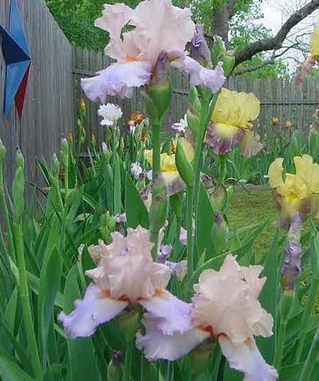 Tall Bearded Iris Celebration Song