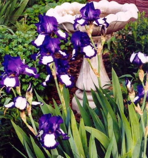 Tall Bearded Iris Stepping Out
