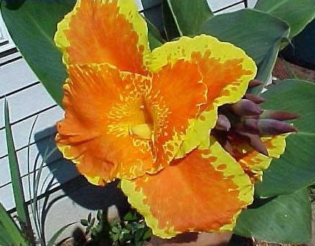 Canna, Canna Lily Florence Vaughan