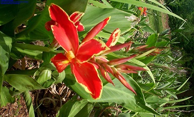 Canna Lily Lucifer