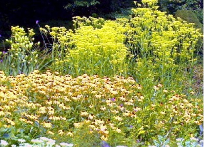 Scabious Patrinia, Golden Valerian, Golden Lace