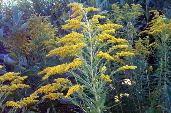 Solidago Species, Canada Goldenrod, Giant Goldenrod, Tall Goldenrod