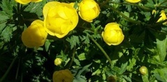 Globe Flower