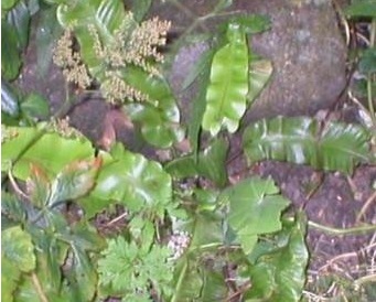 Asplenium Species, Harts Tongue Fern