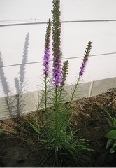 Liatris, Blazing Star, Dense Blazing Star, Gay Feather 'Kobold'