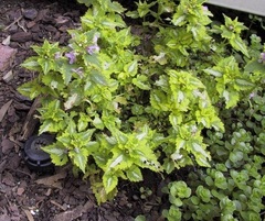 Lamium, Spotted Dead Nettle 'Anne Greenaway'