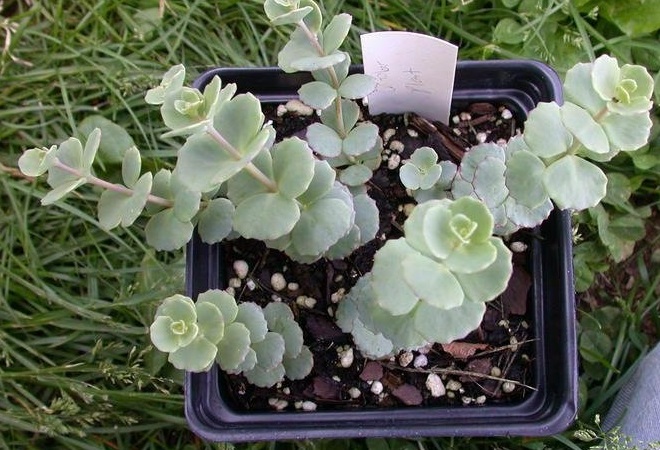 Hylotelephium Species, October Daphne, Siebolds Sedum, Siebold’s Stonecrop