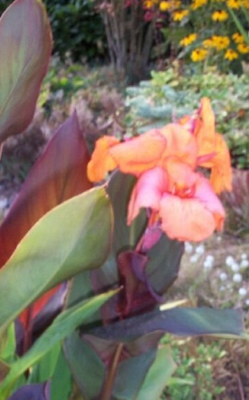 Canna Lily Wyoming