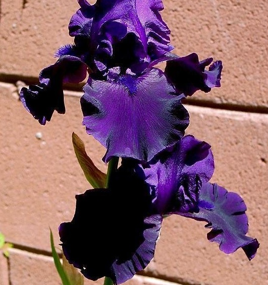 Tall Bearded Iris Hello Darkness