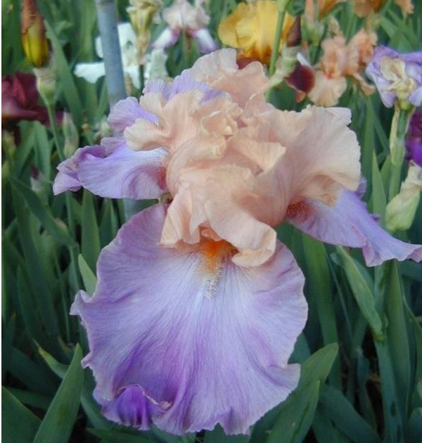 Tall Bearded Iris Poem of Ecstasy