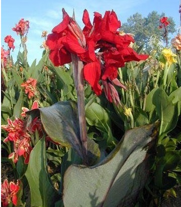 Canna, Canna Lily Black Knight