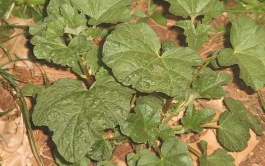 Malva, Tree Mallow Barnsley
