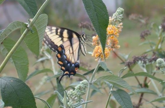 Buddleja, Butterfly Bush, Golden Butterfly Bush Honeycomb